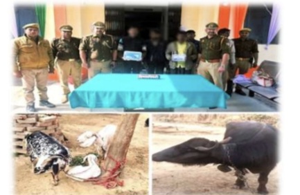 फर्रुखाबाद:थाना मऊदरवाजा पुलिस की बड़ी सफलता, 24 घंटे में पशु चोरी का खुलासा अवैध तमंचों व कारतूसों सहित 03 शातिर अभियुक्त गिरफ्तार