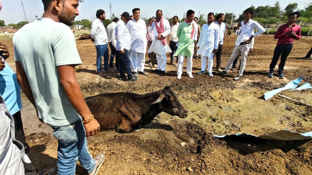 कासगंज के पचलाना गौशाला में अव्यवस्था का खुलासा: निरीक्षण में मिलीं मृत गायें, घायल पशुओं की दयनीय हालत