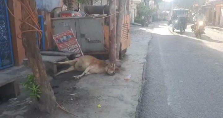 लखीमपुर खीरी : गोला में करंट से गोवंश की मृत्यु, भारतीय बजरंग दल के जिलाध्यक्ष ने विद्युत विभाग व नगर पालिका पर लगाया लापरवाही का आरोप