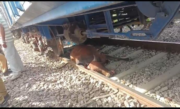 लखीमपुर खीरी : मालगाड़ी की चपेट मे आने से गोवंश की मौत, भारतीय बजरंग दल ने जिम्मेदार अधिकारियों पर लगाया लापरवाही का आरोप
