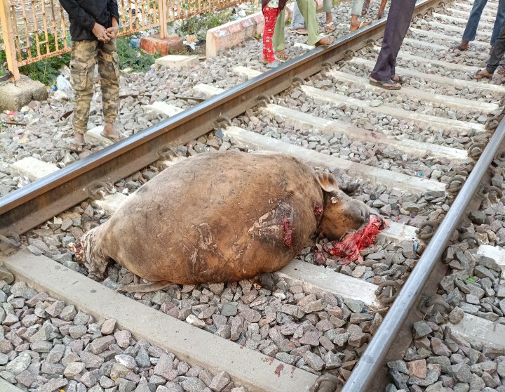 लखीमपुर खीरी : ट्रेन की चपेट में आने से गोवंश की मृत्यु,भारतीय बजरंग दल ने लगाया लापरवाही का आरोप