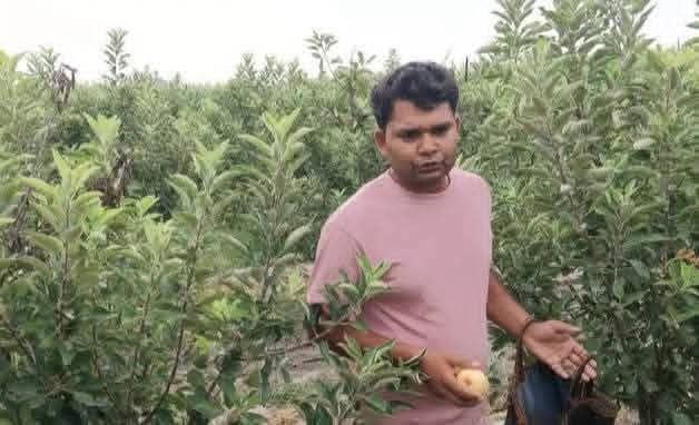 फर्रुखाबाद: MBA छोड़ खेती में रचा इतिहास,जनपद के युवा किसान ने उगाए सेब
