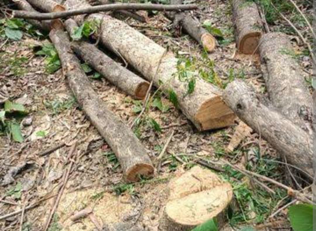 फर्रुखाबाद में बिना अनुमति सागौन के पेड़ों की कटाई, ग्रामीणों की शिकायत पर वन विभाग की जांच शुरू