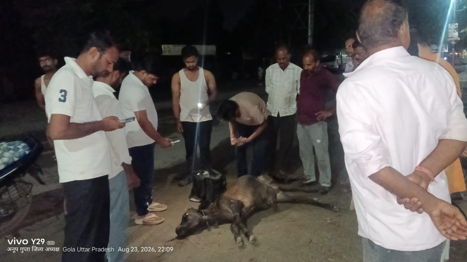 लखीमपुर खीरी : गोवंश को कार ने मारी टक्कर, सड़क पर तड़पता रहा गोवंश