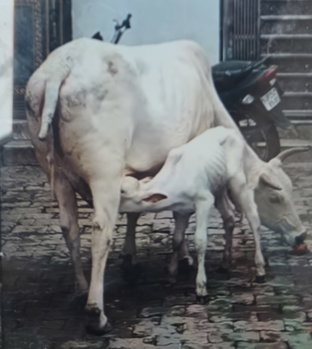 बरेली/आंवला में गाय की मौत पर हंगामा, चेयरमैन और अज्ञात के खिलाफ मुकदमा दर्ज, जांच जारी।