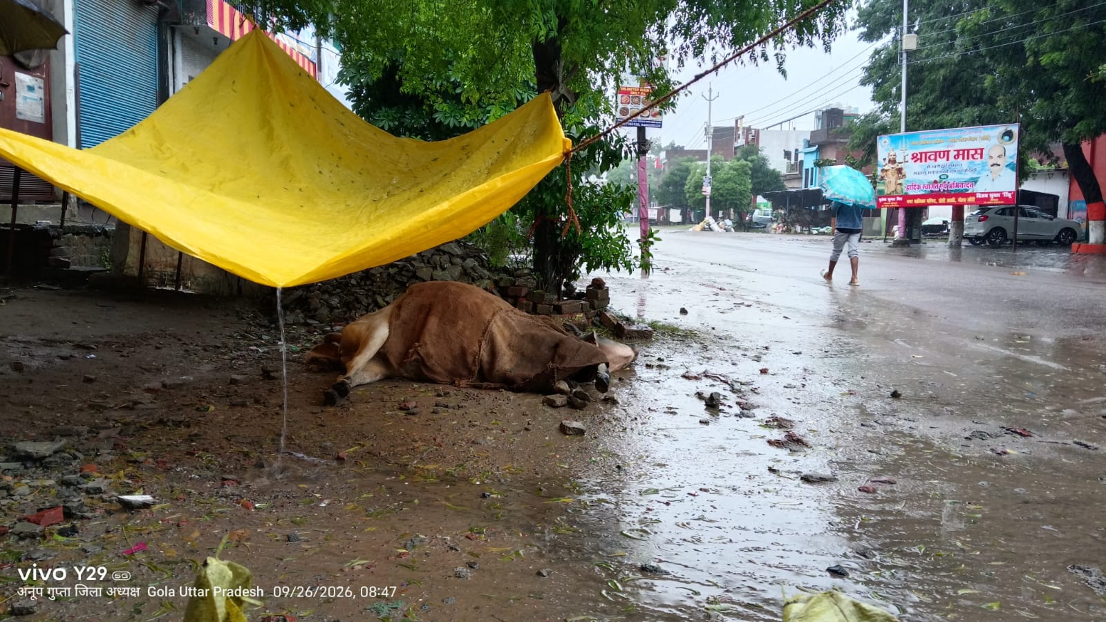 लखीमपुर खीरी : अज्ञात वाहन की टक्कर से घायल हुआ गोवंश, भारतीय बजरंग दल ने कराया इलाज