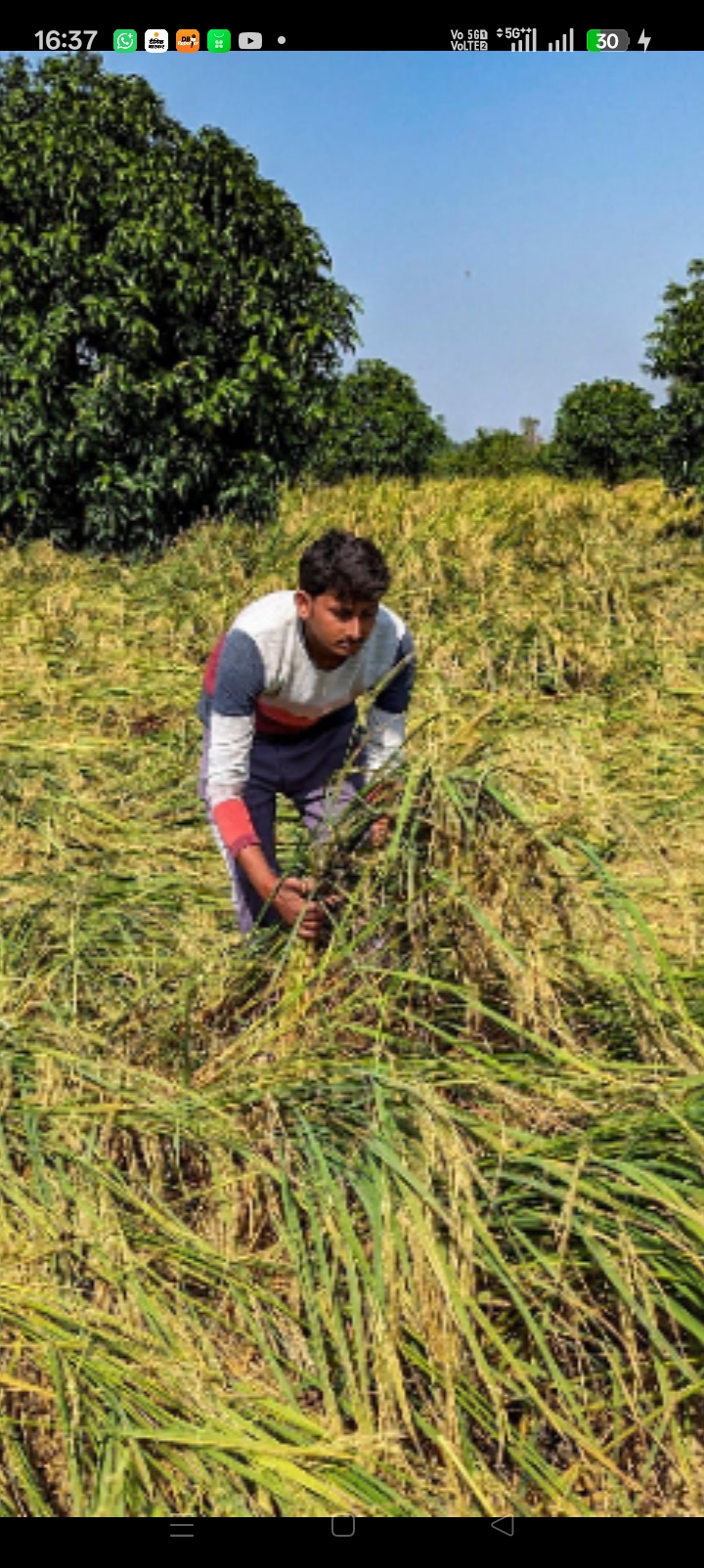 कासगंज: अतिवृष्टि से नुकसान झेल रहे किसानों को राहत, 72 घंटे में फसल क्षति की सूचना देने पर मिलेगा फसल बीमा का लाभ