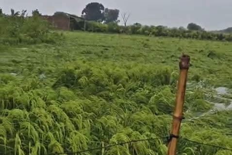 फर्रुखाबाद में बारिश से किसानों पर भारी मार, 196 मिमी बारिश से धान की फसल बर्बाद