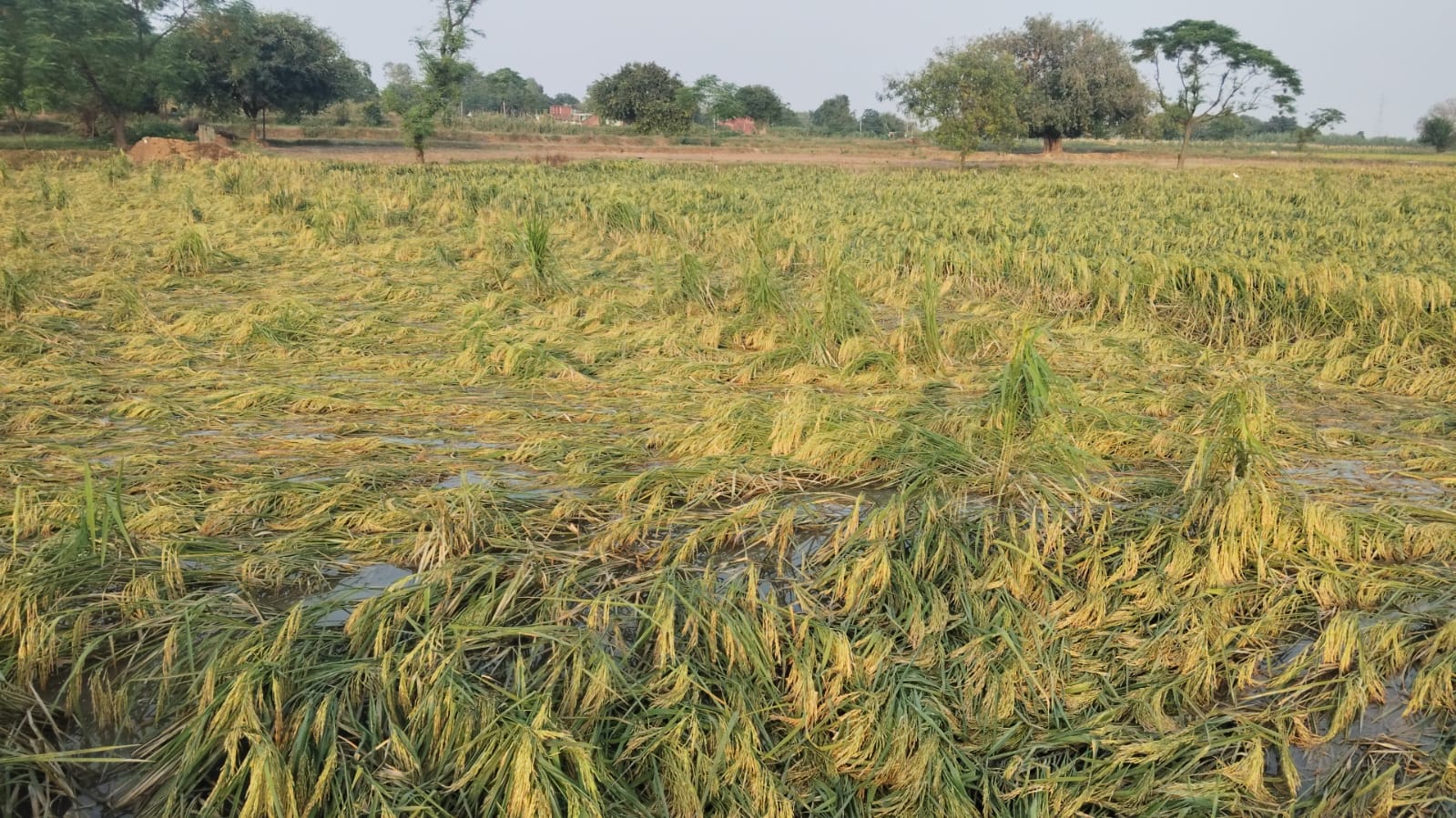 फर्रुखाबाद में बारिश और तेज हवाओं का कहर, पककर तैयार धान की फसल खेतों में बिछी